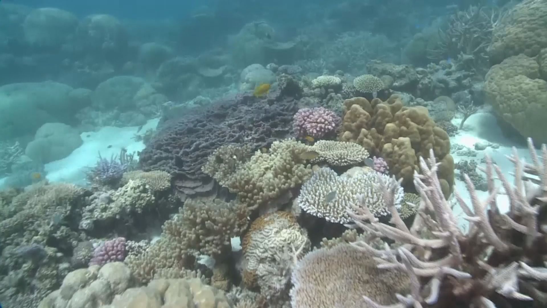 教科文組織建議將大堡礁列瀕危遺產　澳洲反對