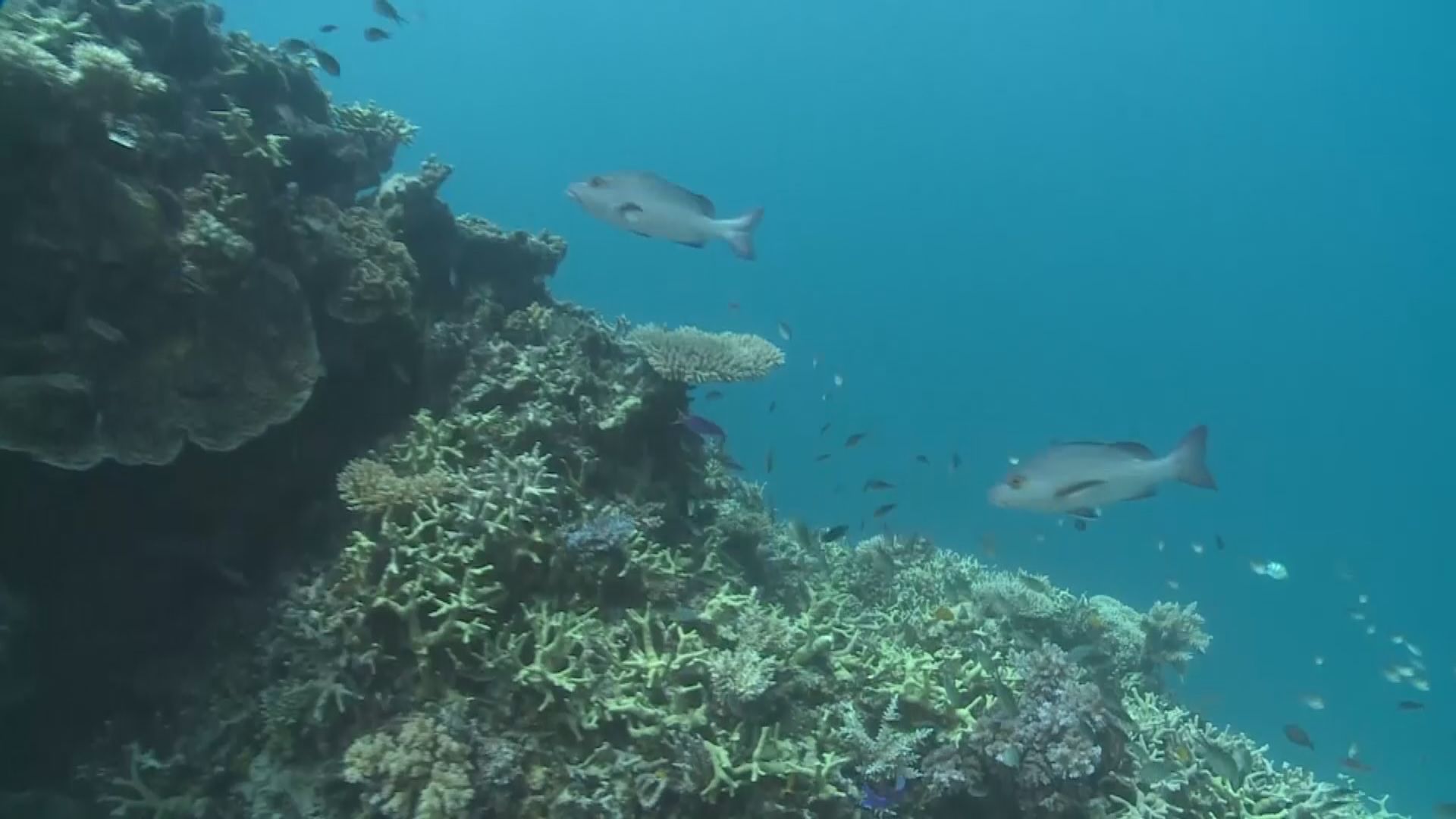 教科文組織建議大堡礁列瀕危遺產　據報澳洲相信中國幕後操弄