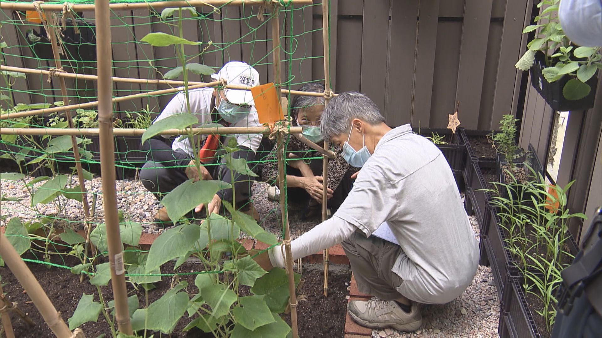 市建局重建上環舊樓項目作社區苗圃