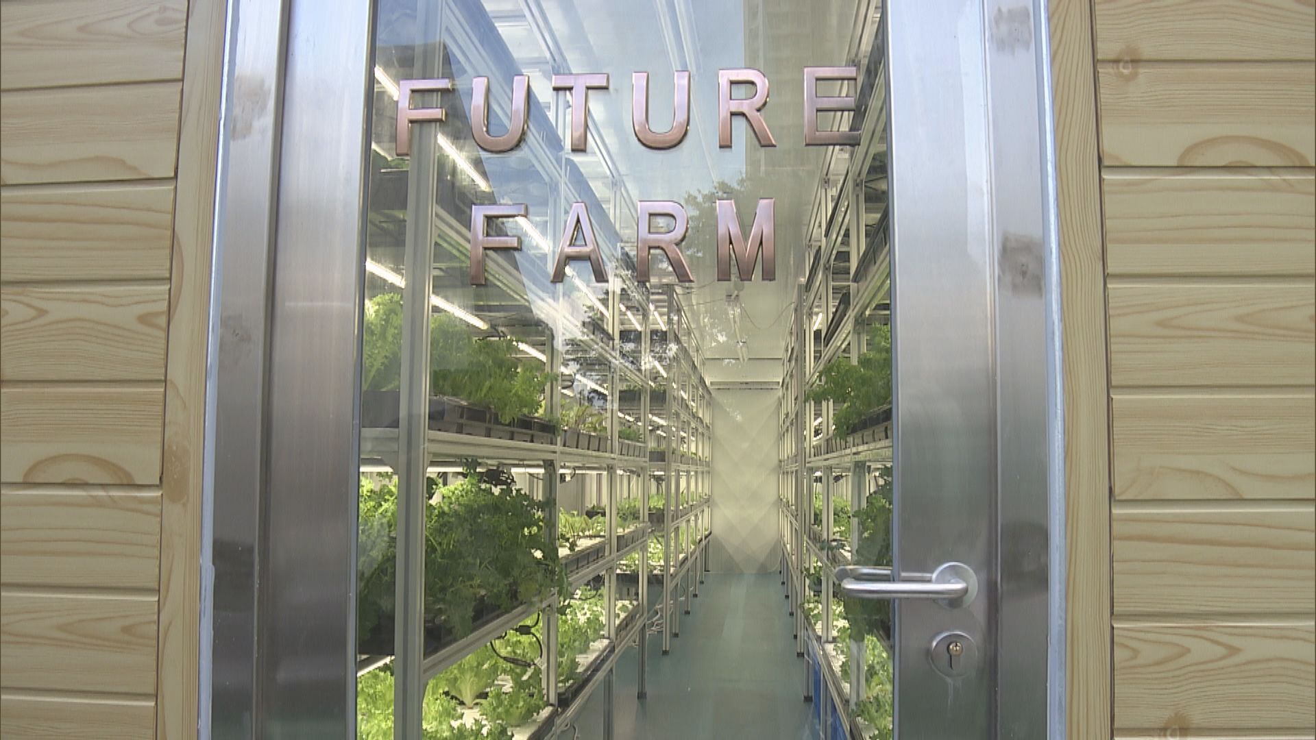 馬鞍山都市農場開幕　可供應約10公斤有機水耕蔬果