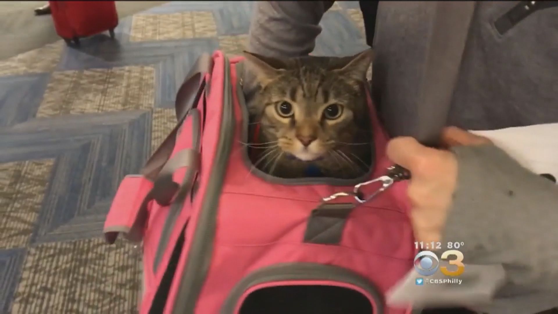 美國收緊動物免費乘飛機規例　曾受訓狗隻才可免費