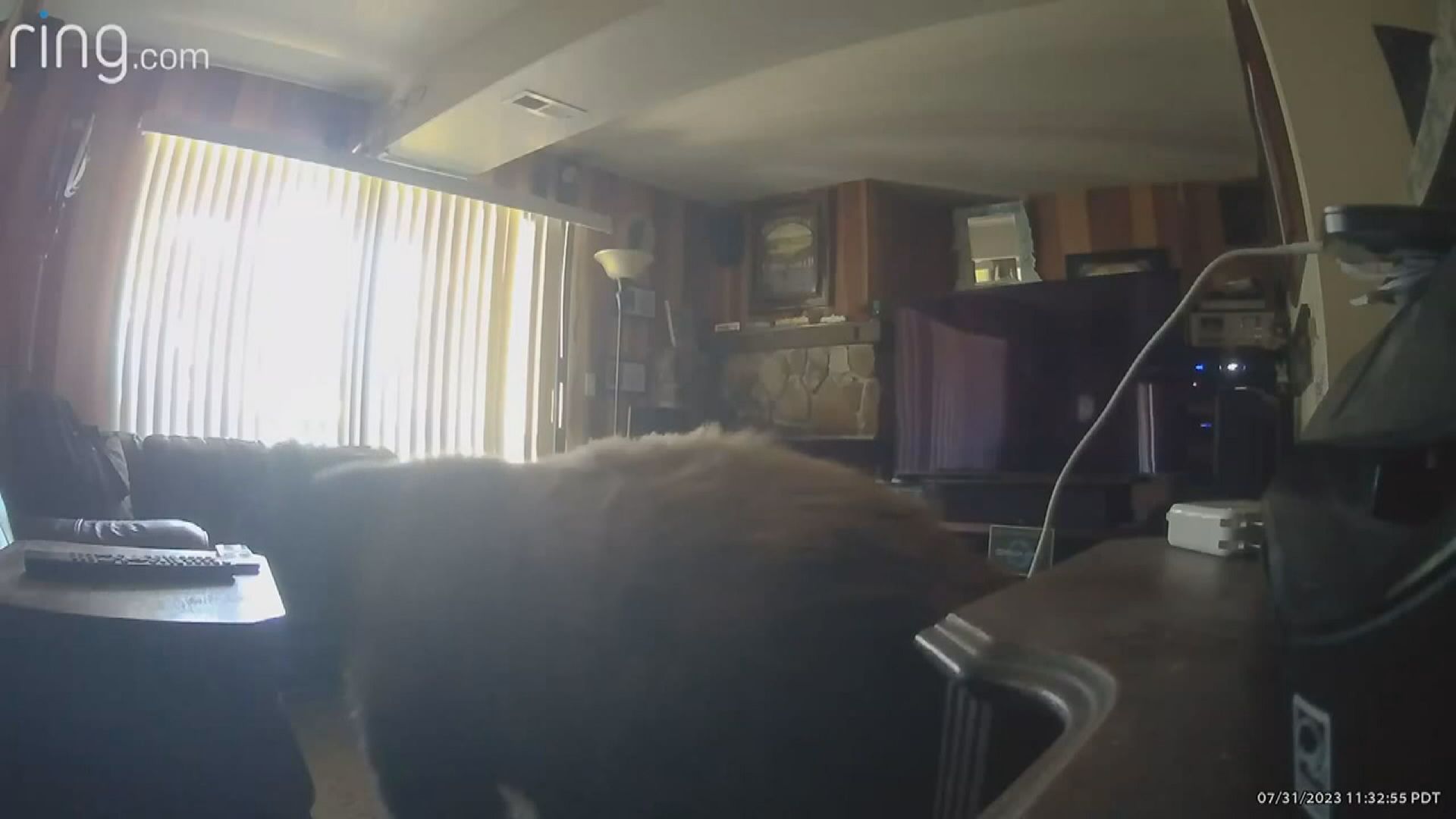 美國加州一隻黑熊屢次入屋爆竊 一年多後被捕獲