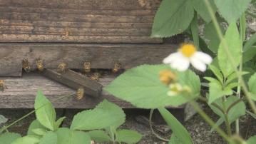 全球暖化｜研究團隊發現高溫下蜜蜂可能像人類找地方乘涼　授粉能力或受影響