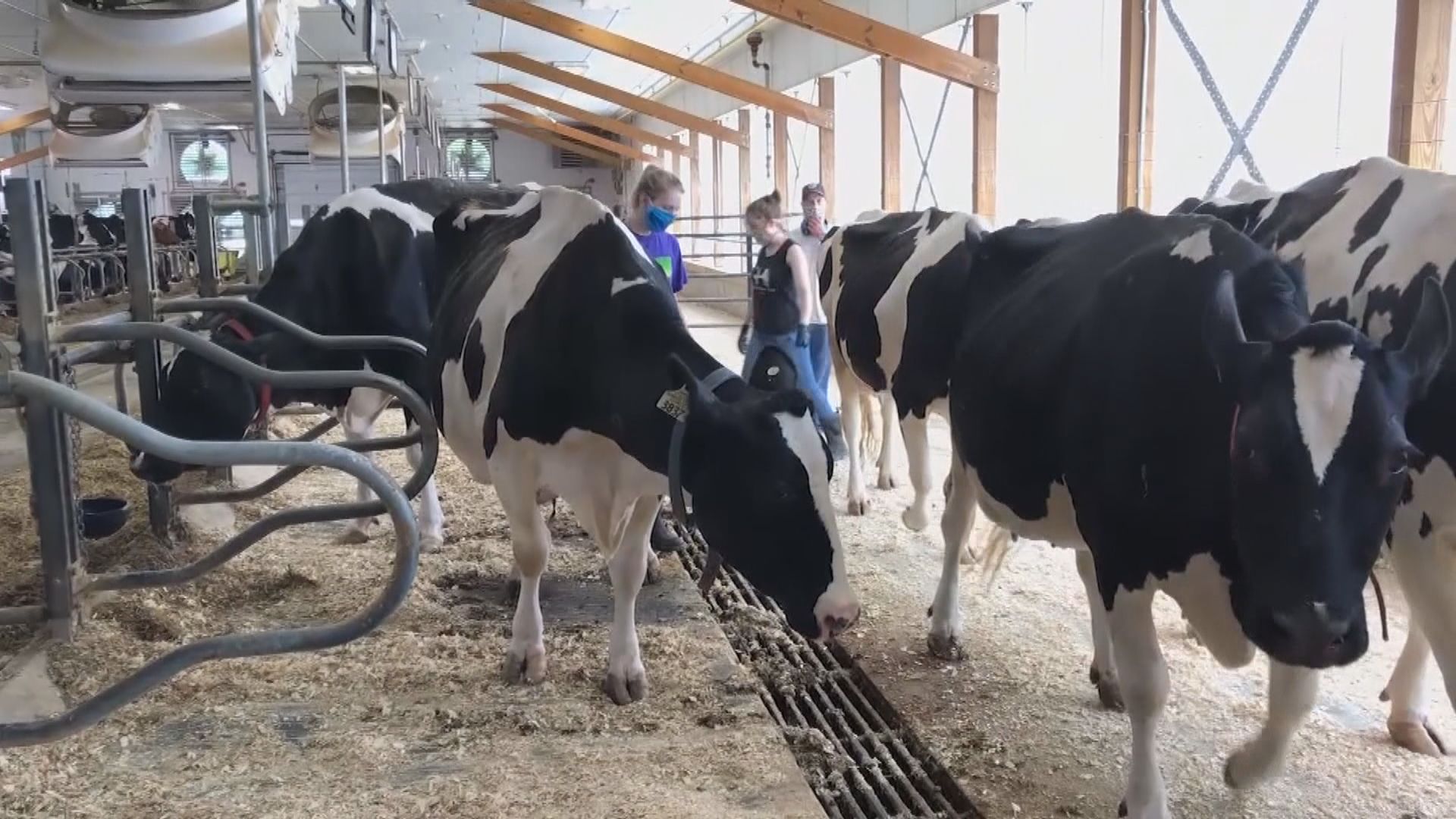 美國說乳牛之間可傳播禽流感 世衛憂禽流感變種或會人傳人