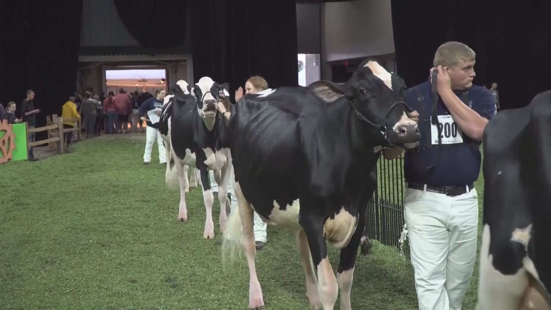 美國市面牛奶驗出禽流感病毒殘留物 專家憂乳牛染疫問題較預期大