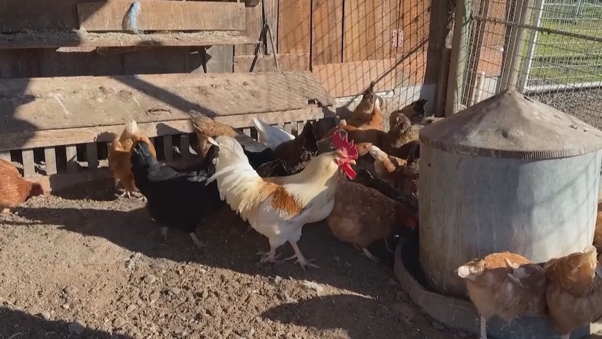 美國科羅拉多州有家禽工人感染H5N1禽流感