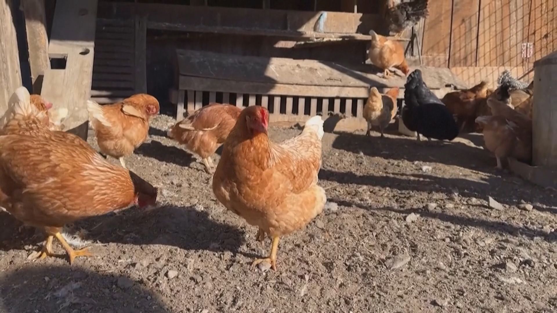 美國一名男子感染H5N1禽流感後死亡　為當地首例