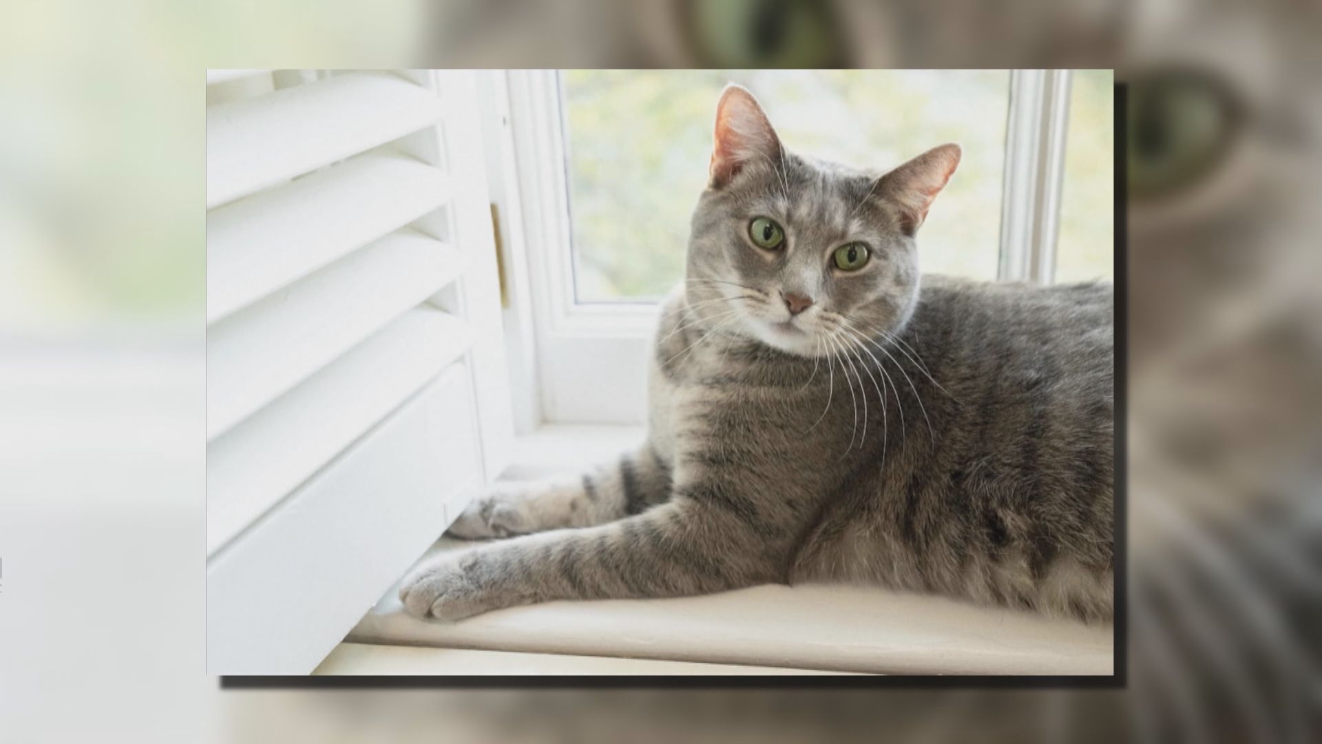 美國白宮迎來「第一貓」薇洛