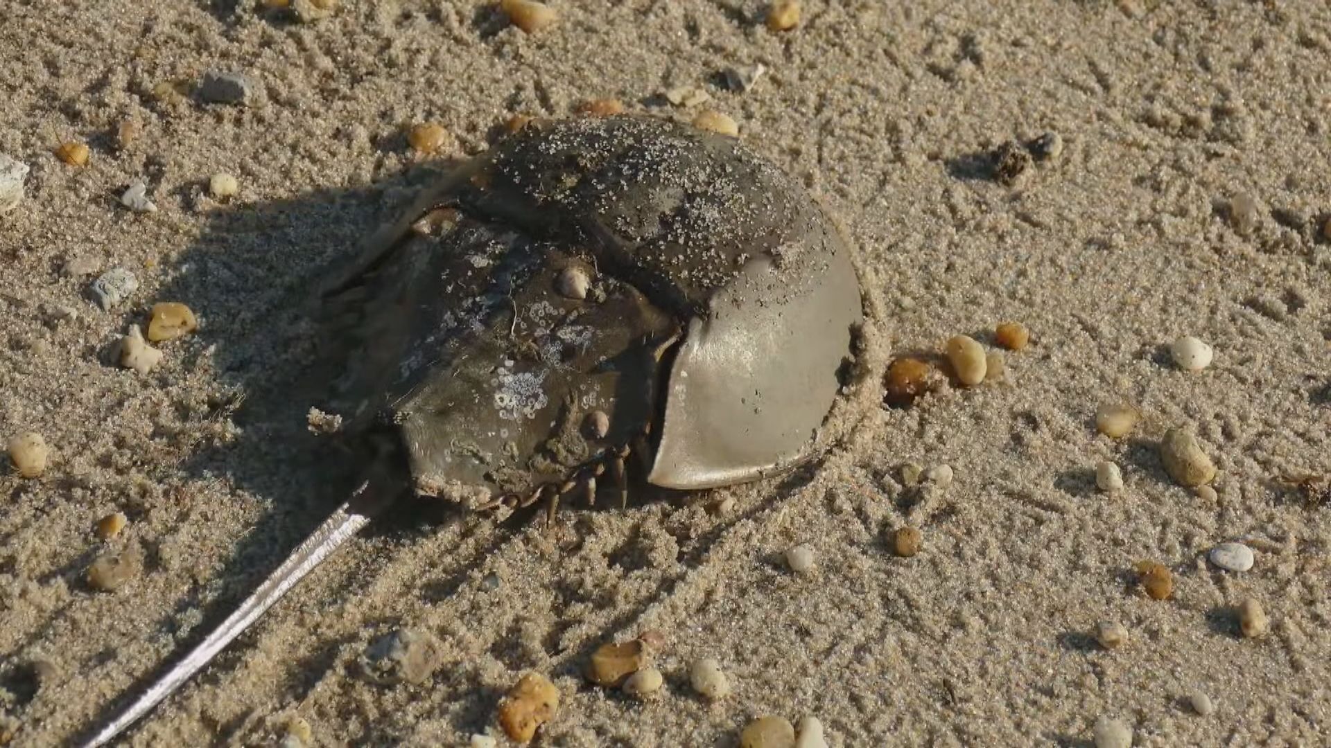 大量抽取馬蹄蟹血液造試劑　美保育組織憂慮可能會絕種