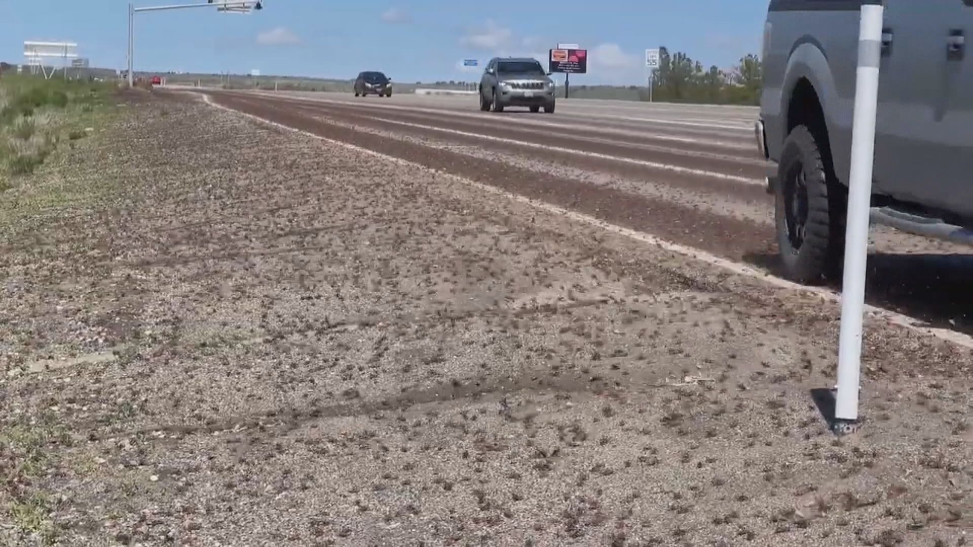 美國內華達州遭數百萬隻蟋蟀入侵