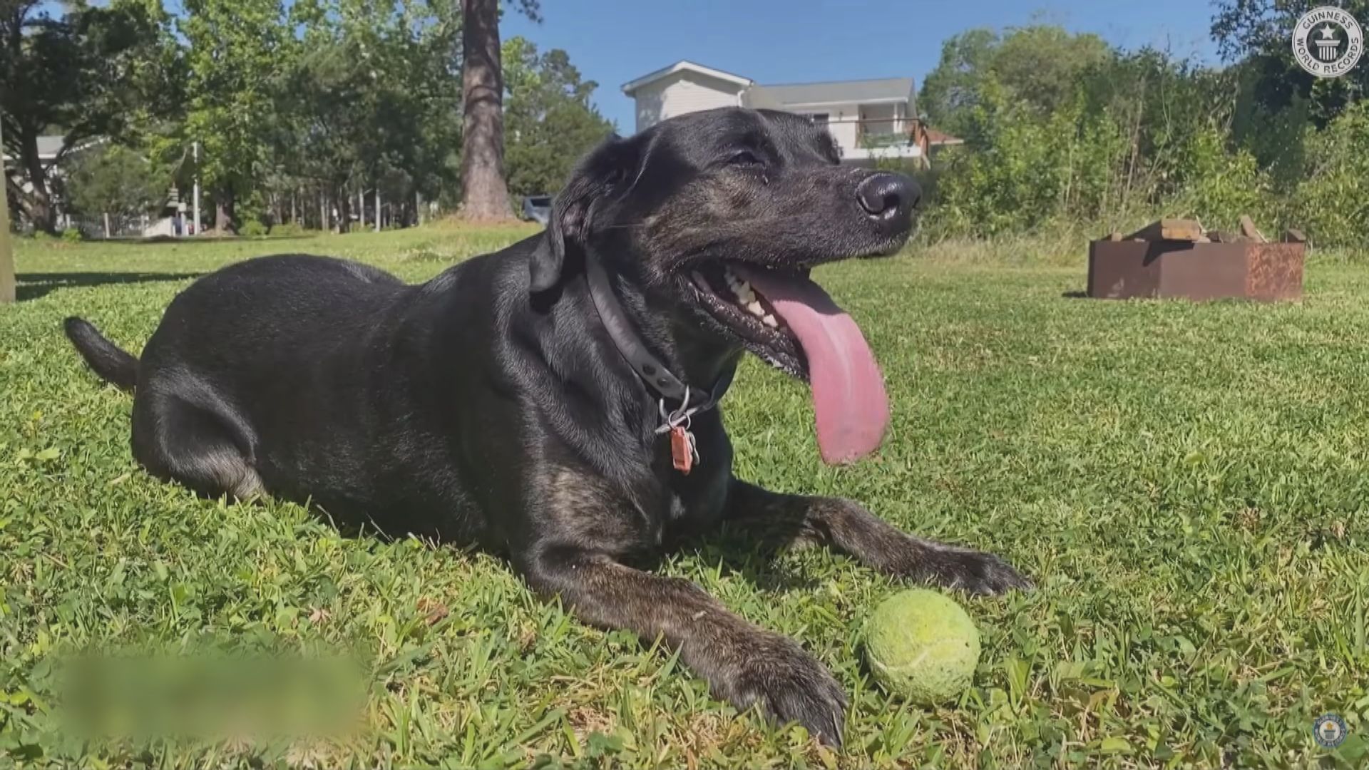 美國長舌狗獲健力士世界紀錄確認