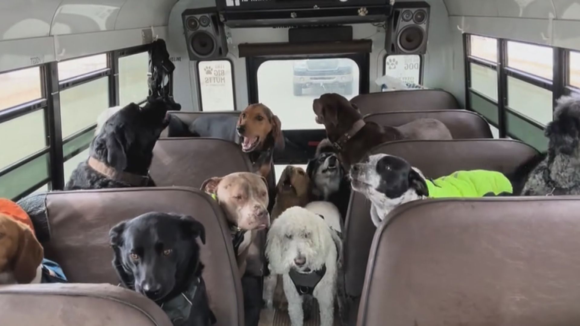 絕世筍工｜美國狗主意外將遛狗發展成事業　駕「狗狗巴士」於網上爆紅