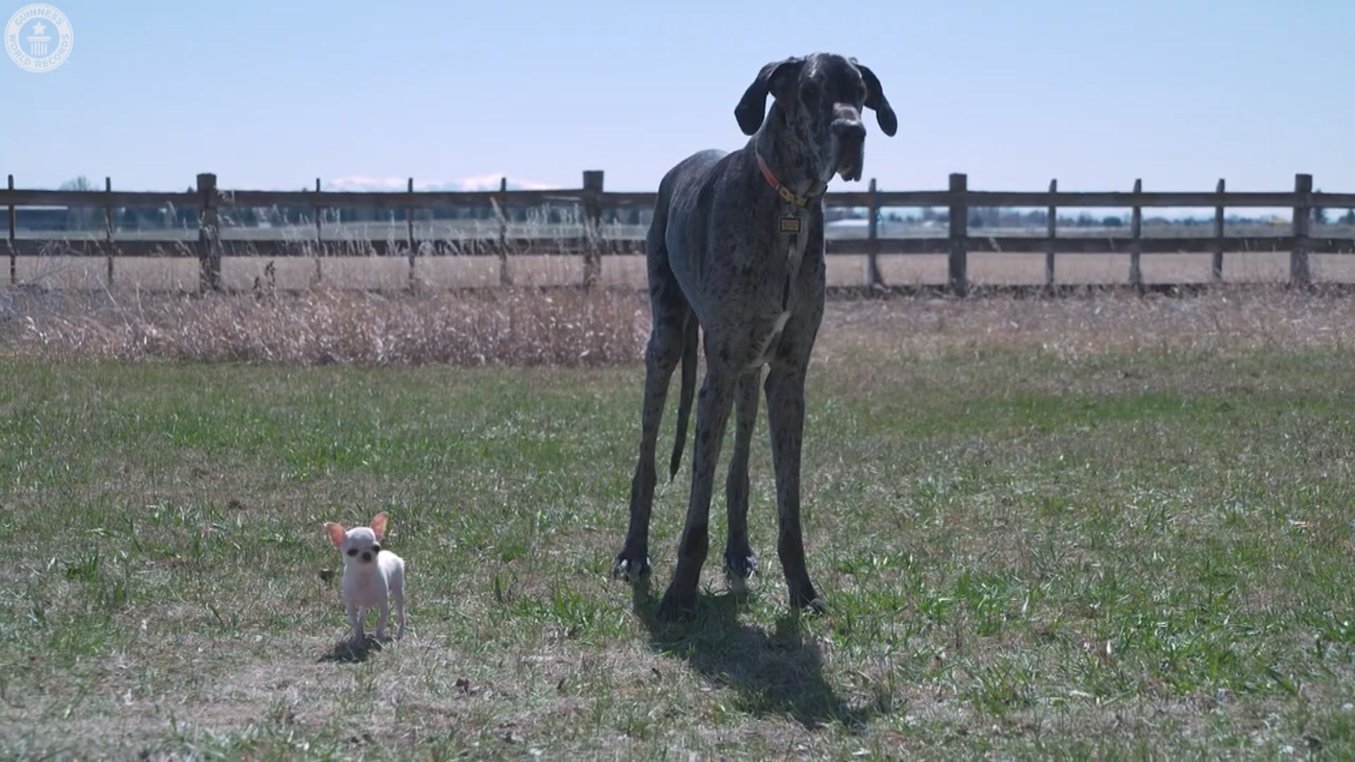 身高差近一米｜健力士世界紀錄現存最矮芝娃娃　跨越4000公里「結識」最高大丹犬