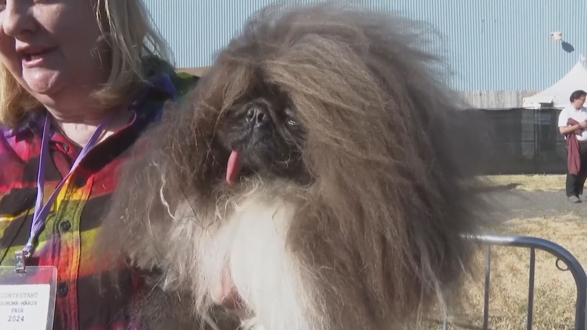 經歷狗瘟犬隻成為今年最醜汪星人