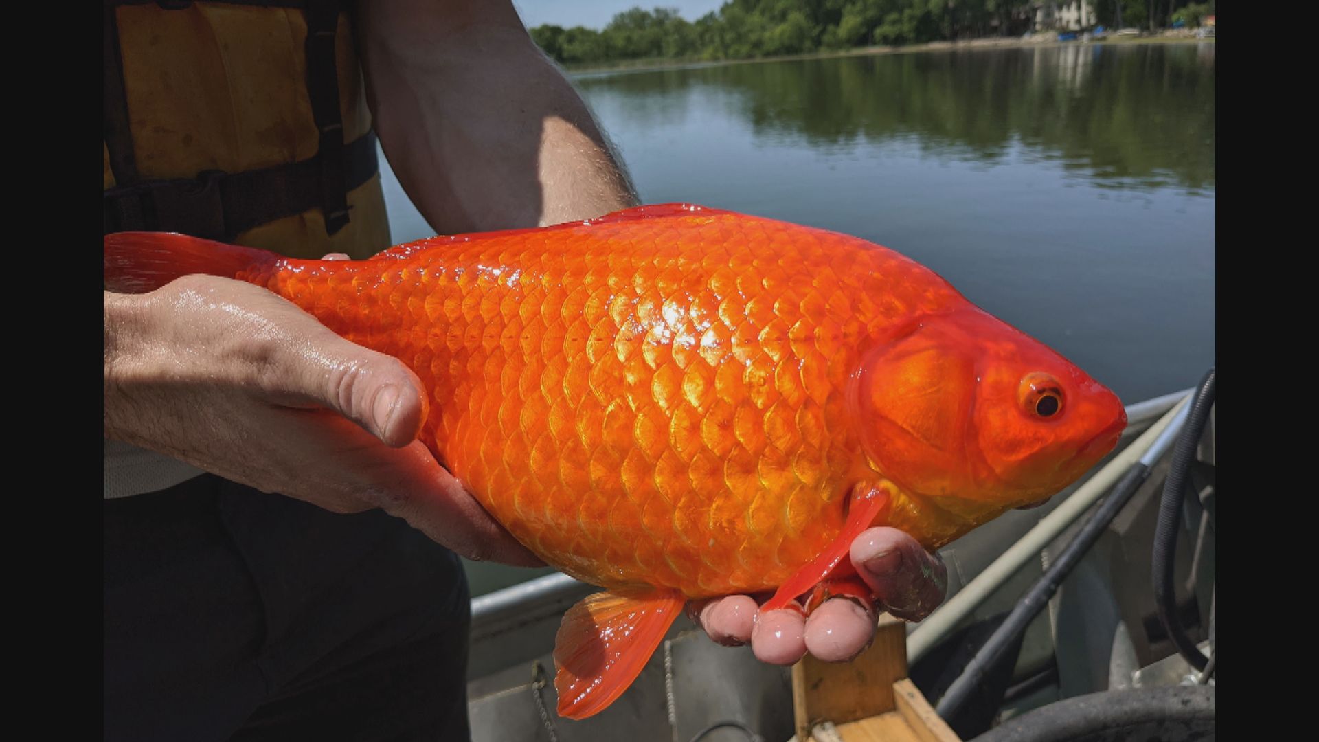 美國寵物金魚放生後體形變巨大　當局籲停止破壞生態　