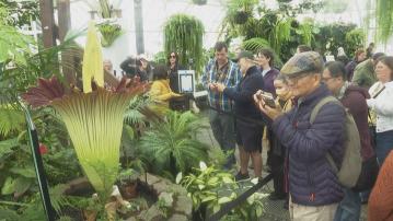 三藩市金山公園屍花相隔三年再次綻放