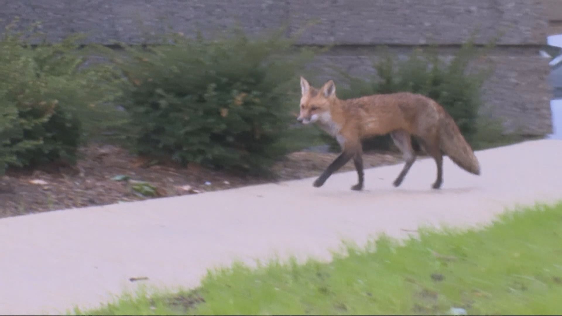 染瘋狗症狐狸在美國國會山莊一帶咬傷多人