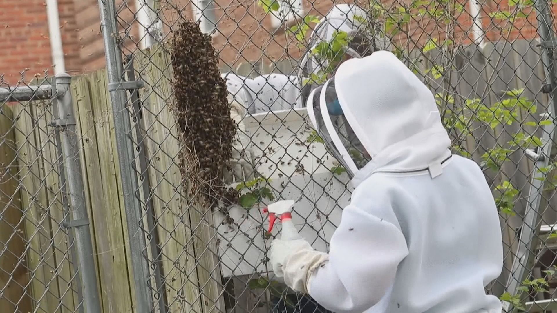 美國發現殺人蜂　專家全副裝備殲滅