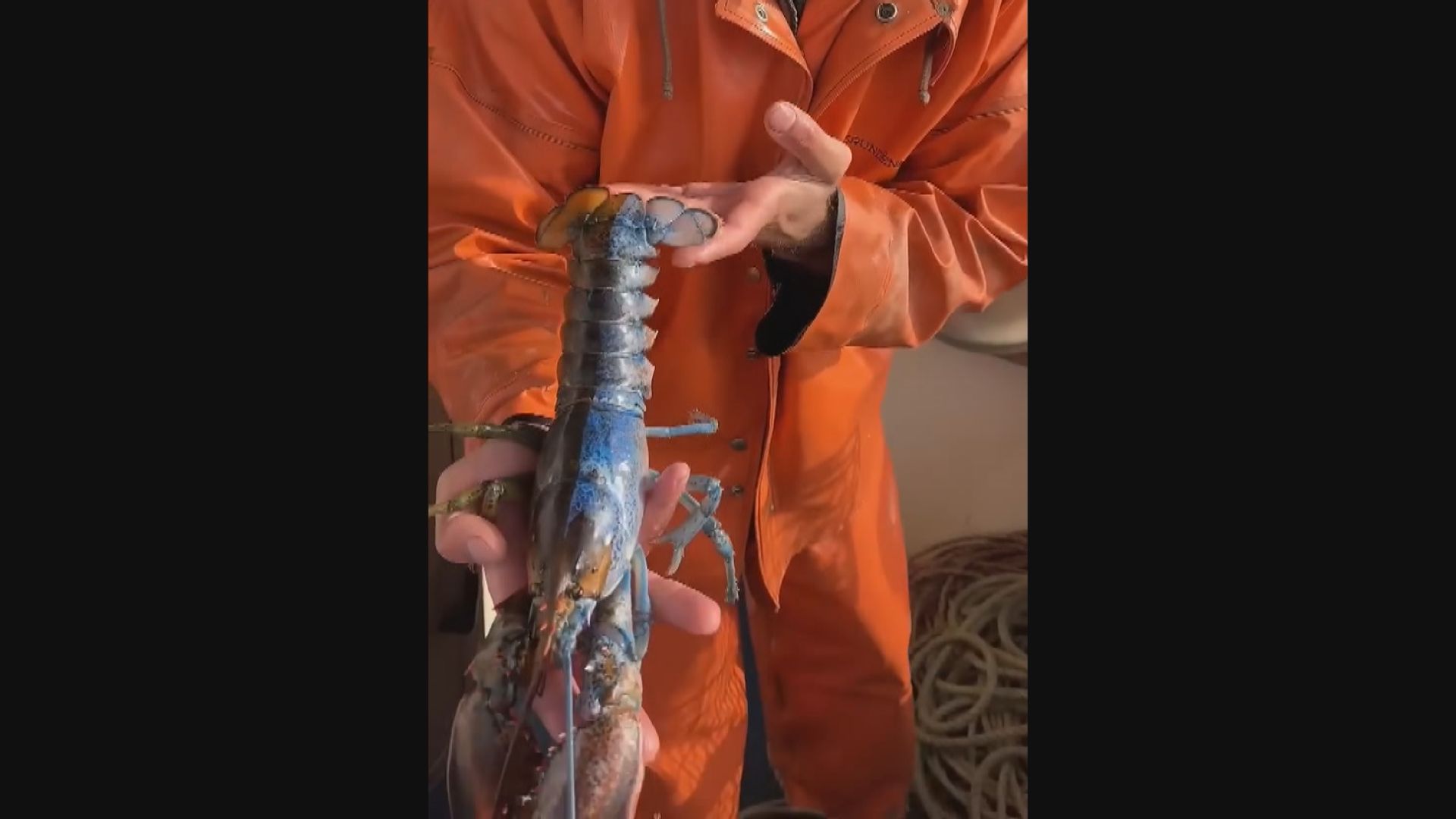 緬因州捕獲「鴛鴦色」龍蝦兼雌雄同體