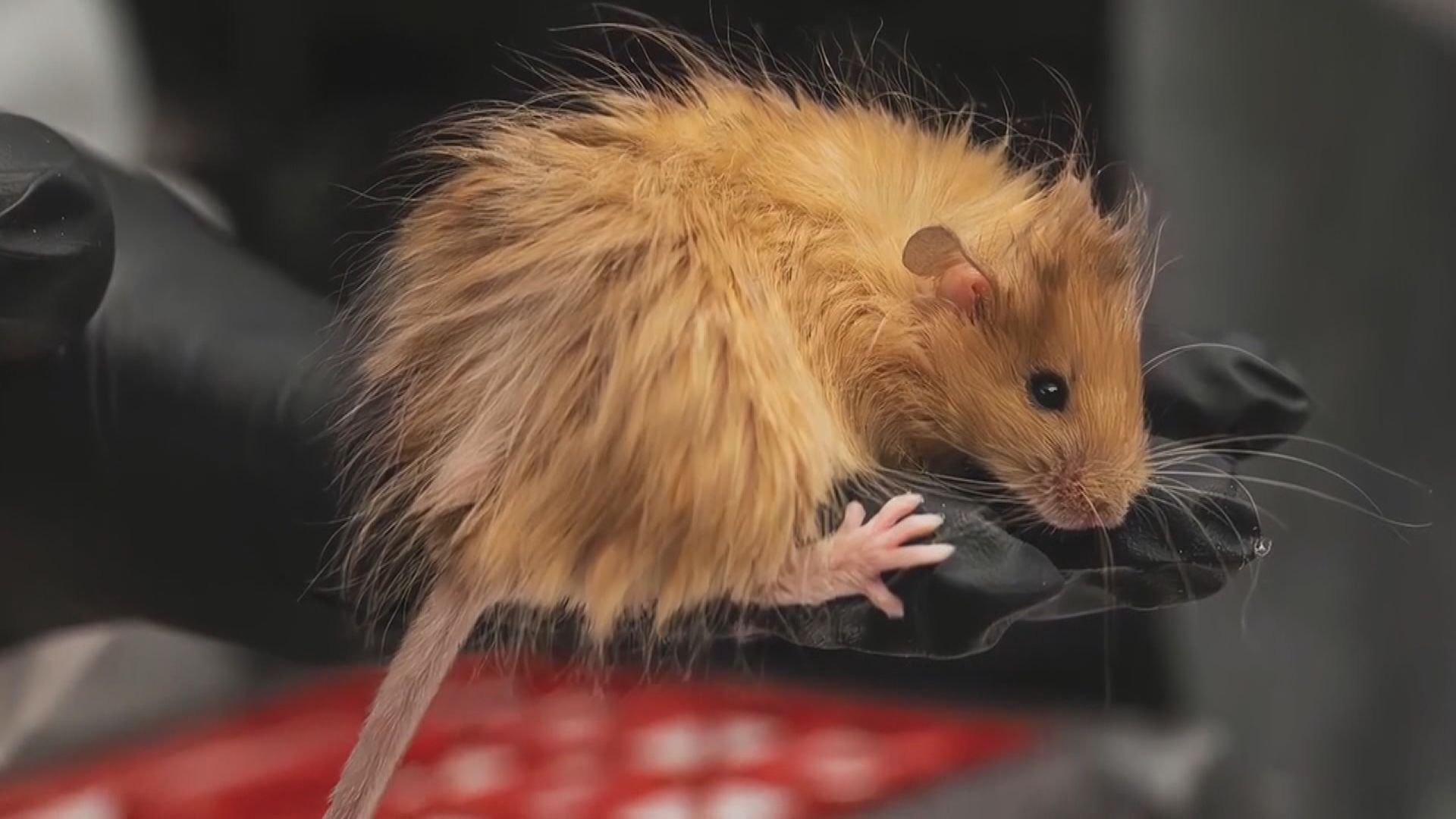 美國生物科技公司成功培育「長毛鼠」　目標2028年「復活」長毛象