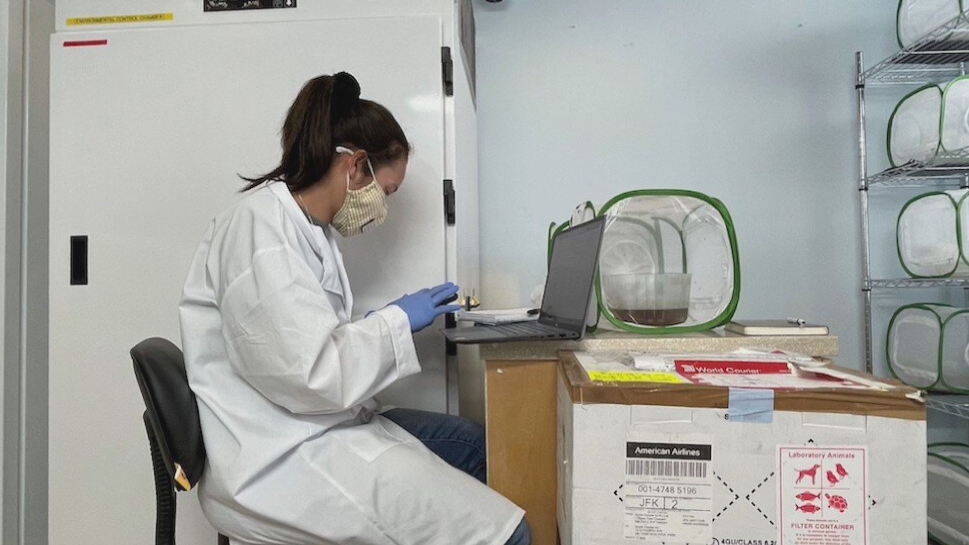 美國加州擬放24億基因改造雄蚊對付蚊患