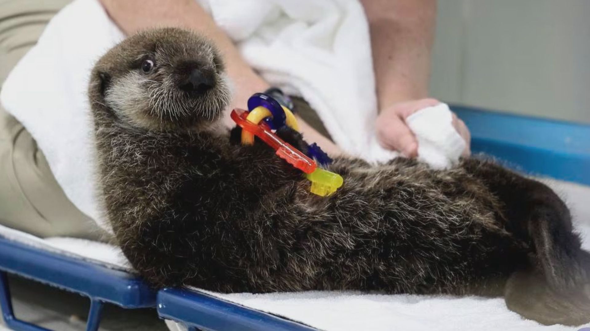 小海獺由美國阿拉斯加送到芝加哥飼養