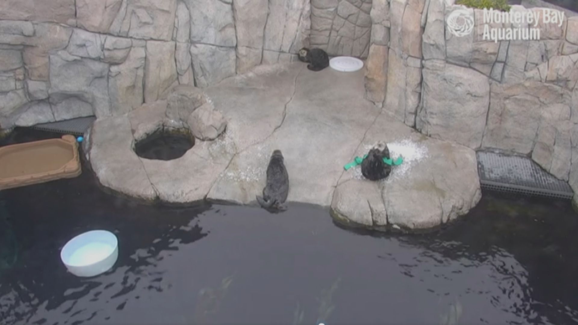 美國水族館為海獺接種新冠疫苗