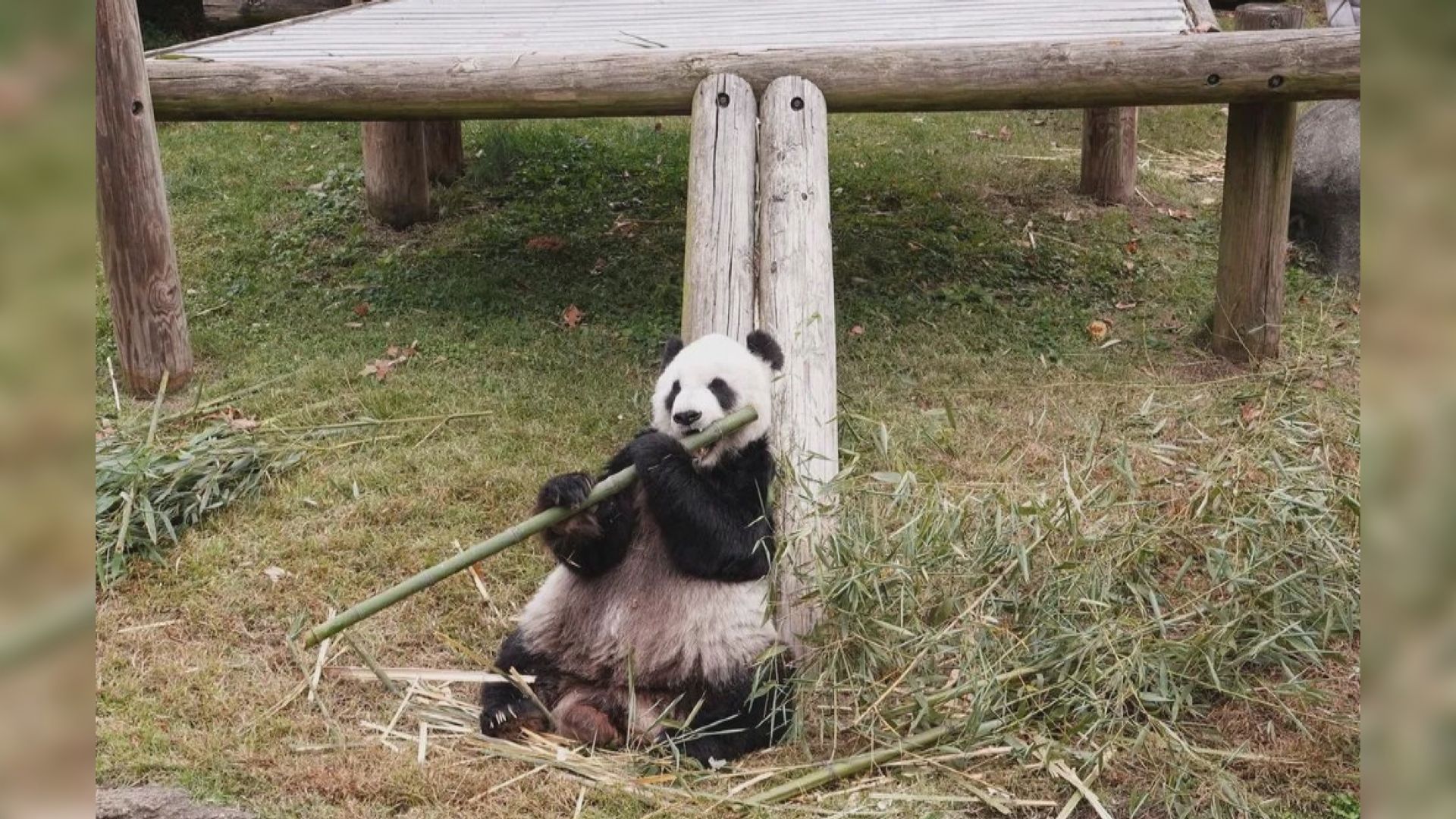 旅美大熊貓「樂樂」離世　終年24歲