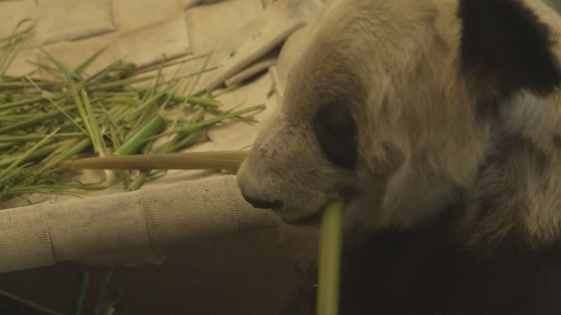 旅美大熊貓「丫丫」料周四下午返抵上海