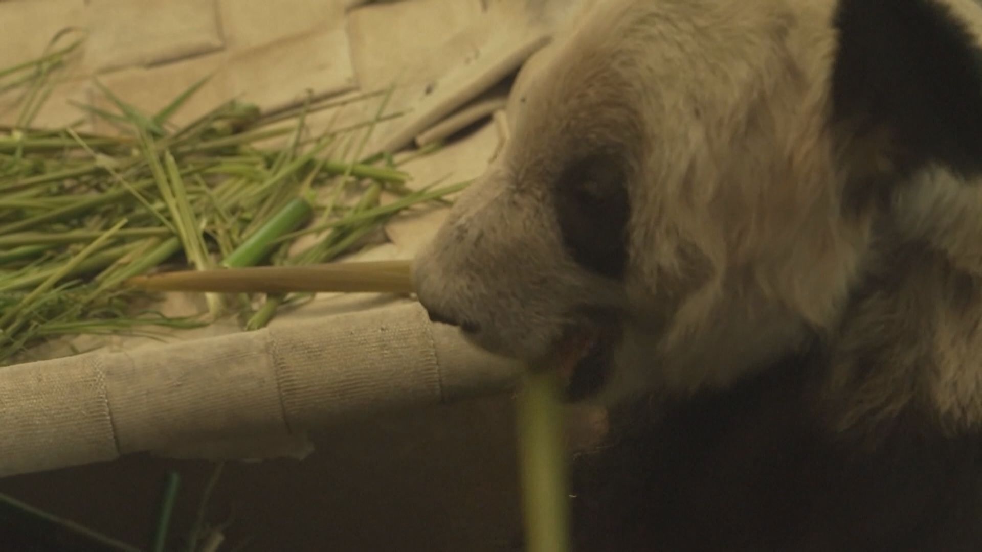 預計旅美大熊貓「丫丫」今日下午五時抵上海