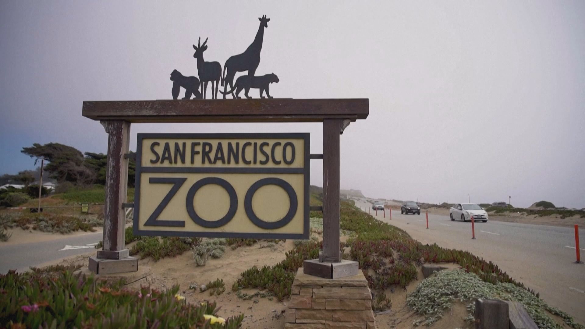 三藩市議會通過大熊貓籌款議案 動物權益組織反對