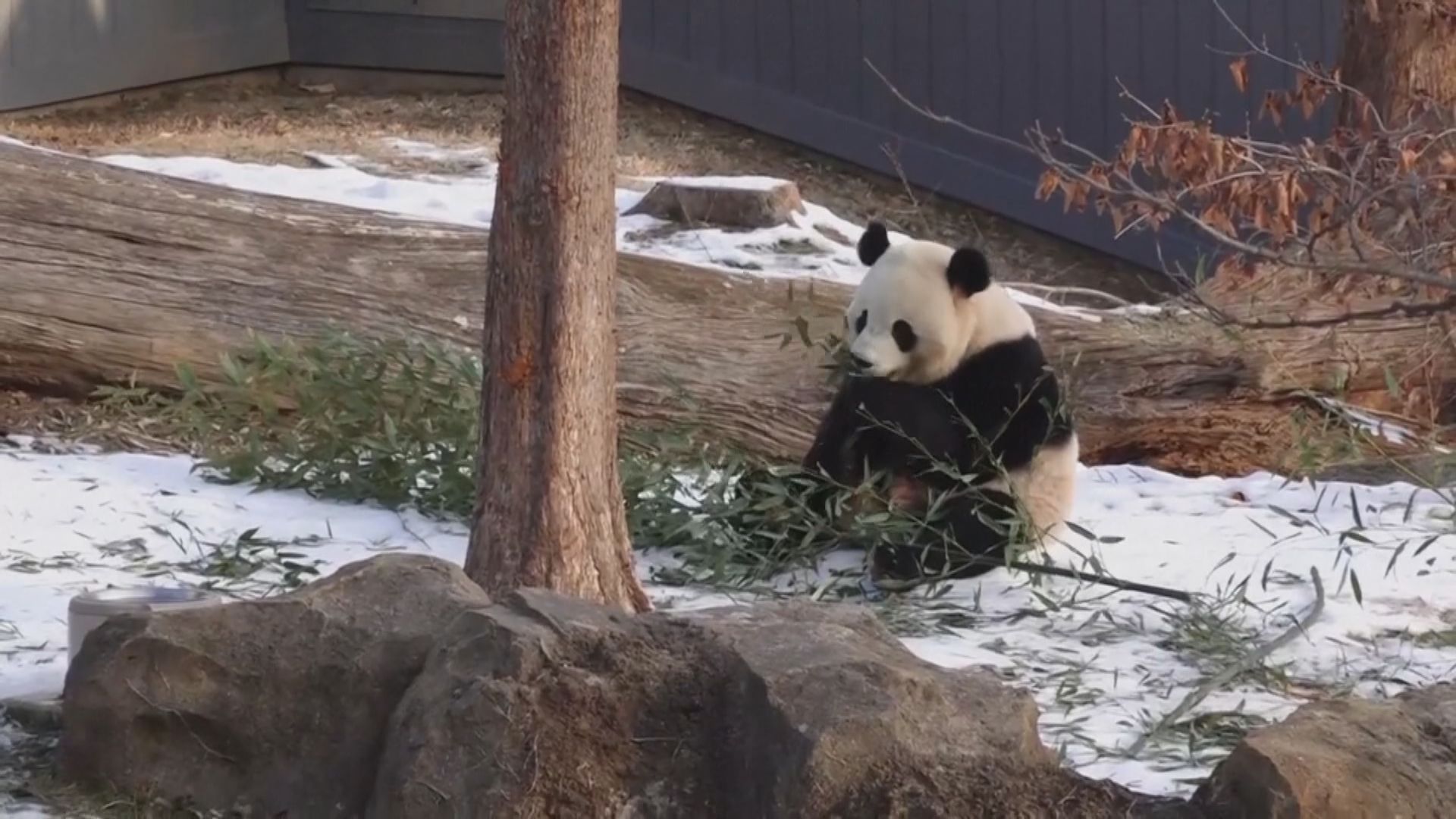 旅美大熊貓寶力及青寶正式公開亮相