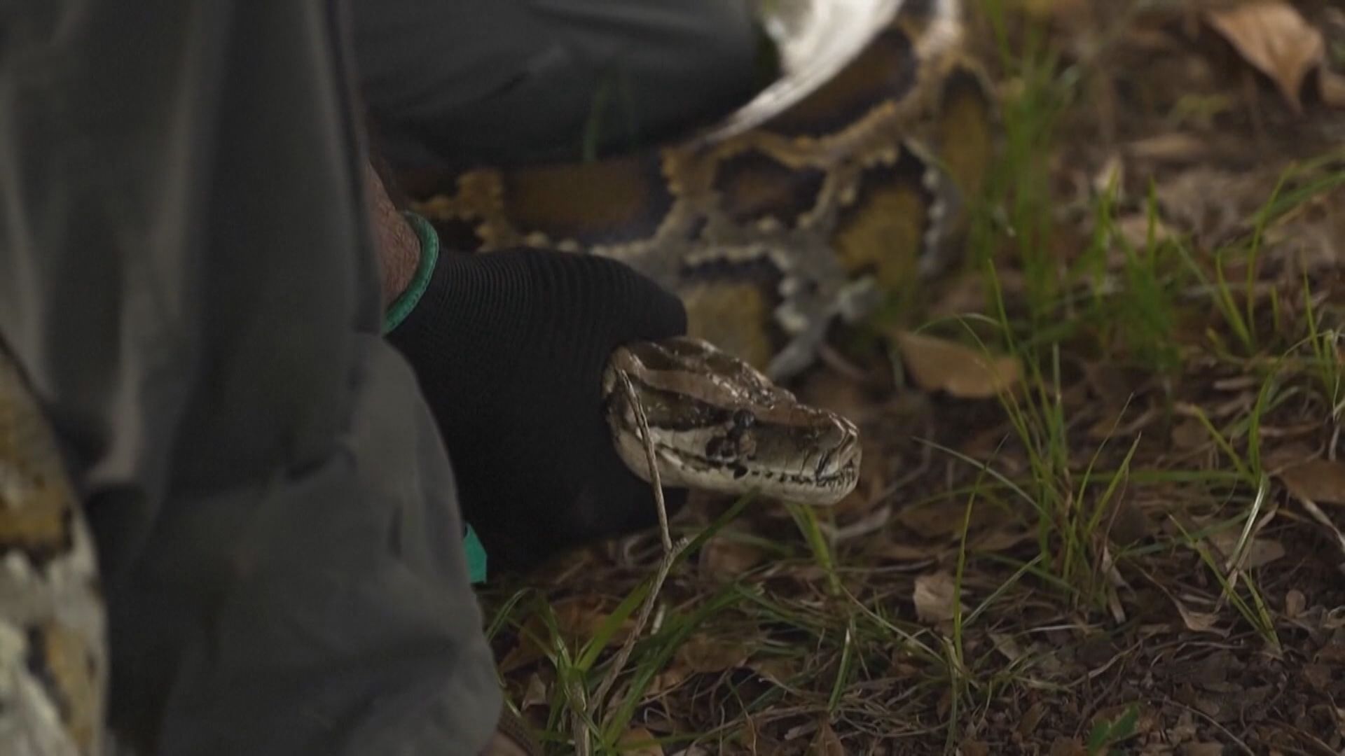 引蛇出洞｜機械兔成美國佛州對付緬甸蟒「神器」