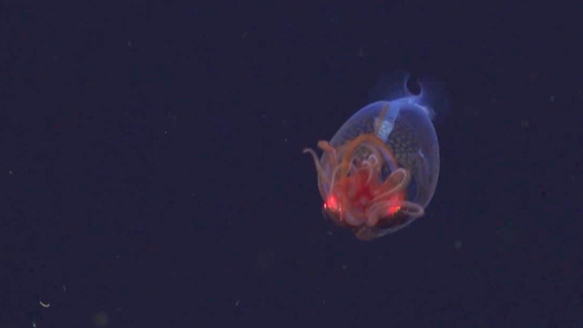 人類首度拍攝到南極中爪魷