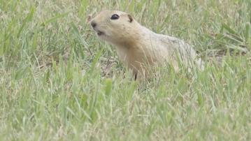 美國邁諾特地松鼠數量繁多　為當地市民帶來困擾