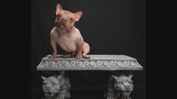 世上最醜陋的狗大賽｜無毛英法鬥牛犬脫穎而出