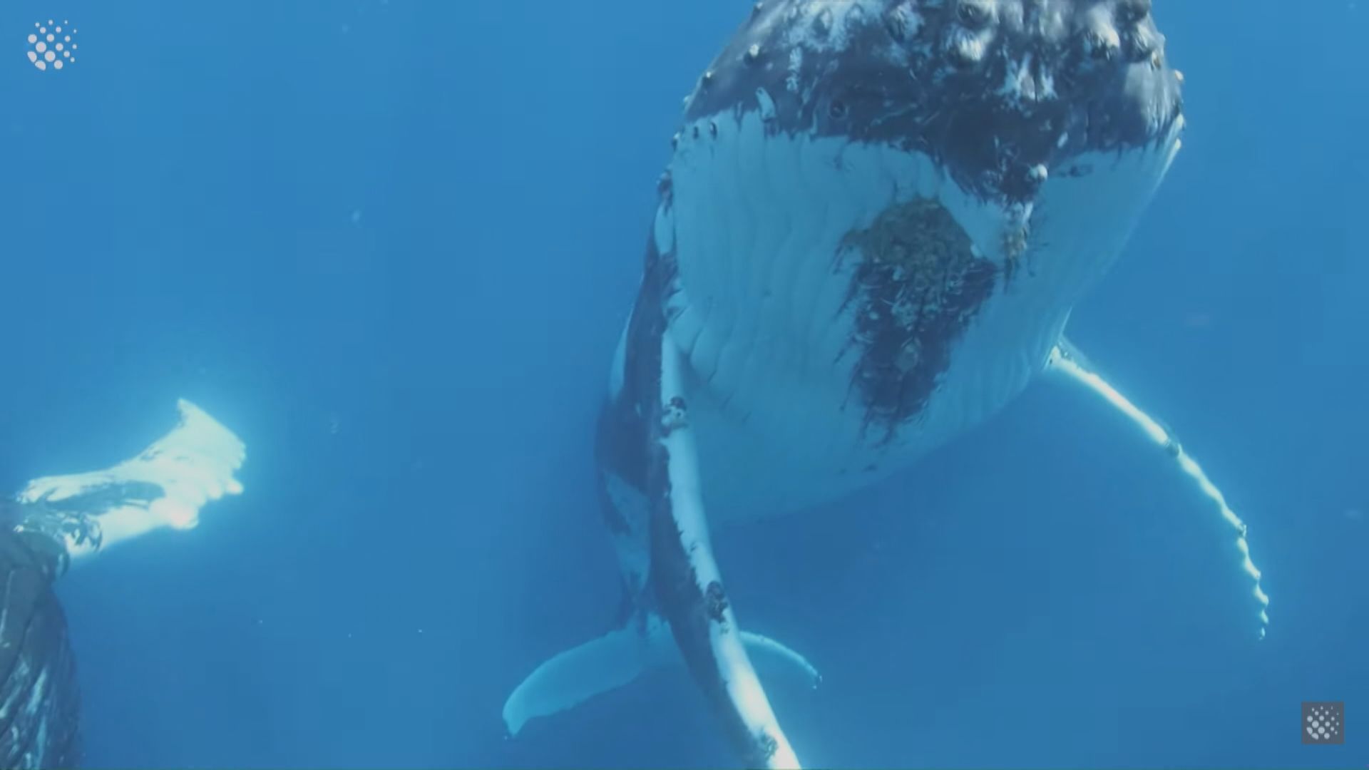 美國男子遭座頭鯨生吞後再吐出逃過一劫