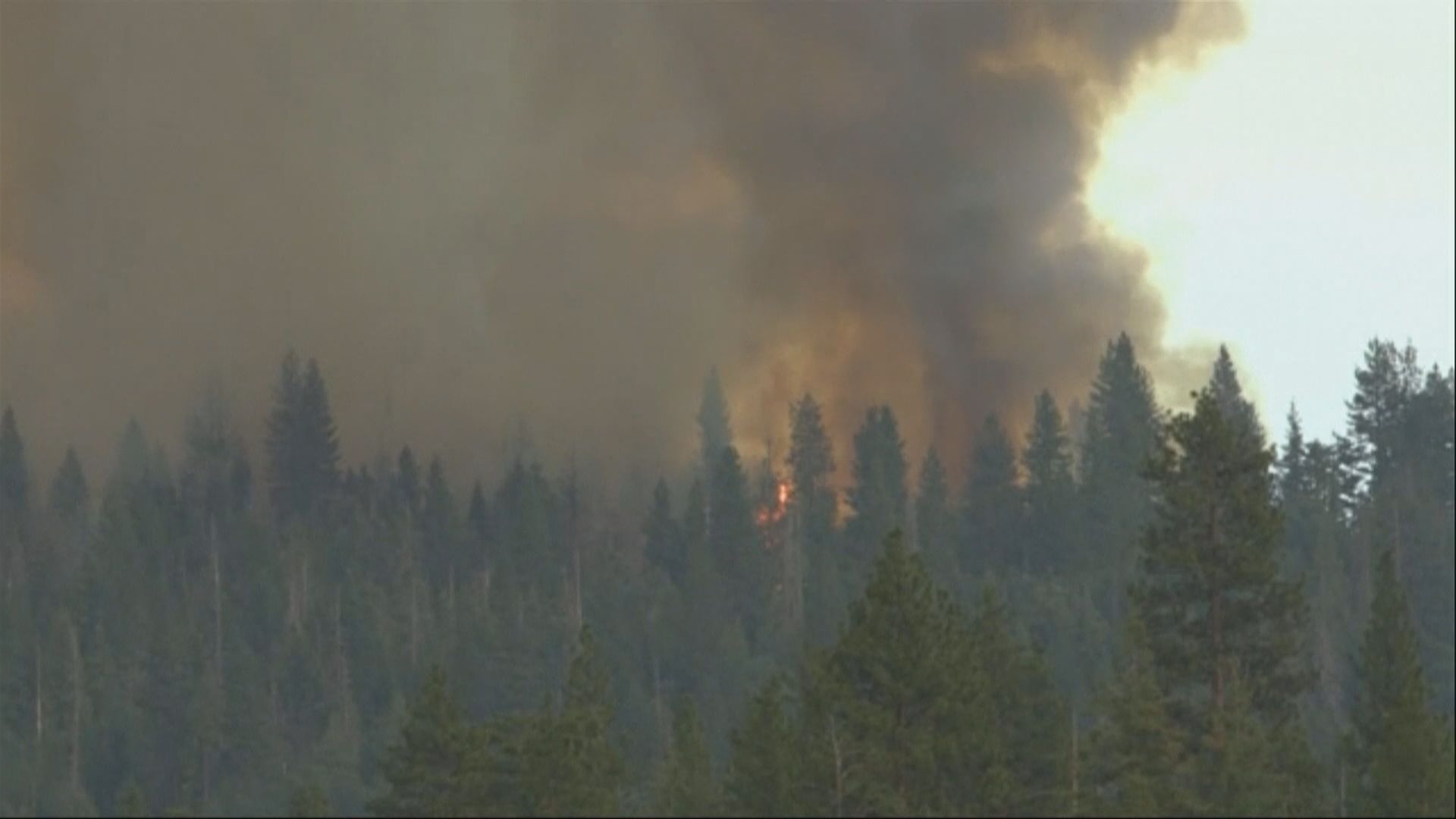 加州優勝美地國家公園山火迅速蔓延　多棵古杉或受波及