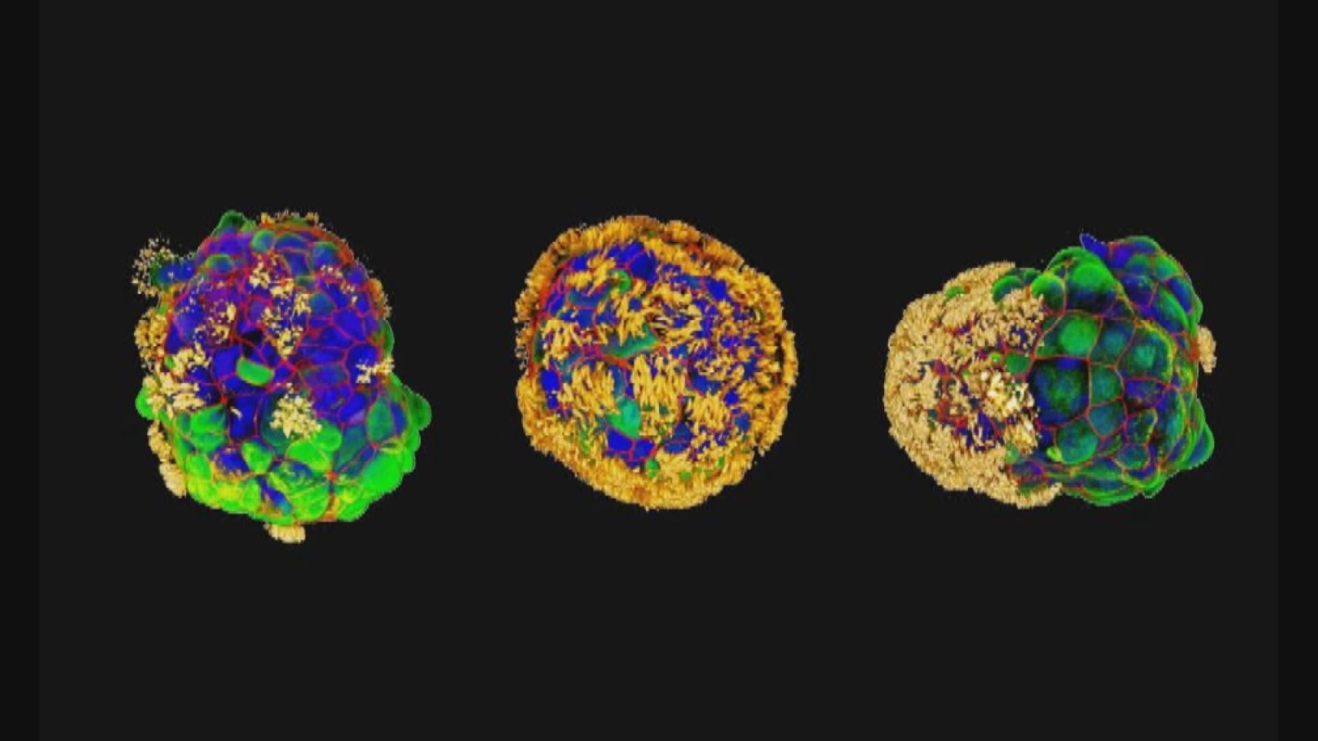 美國科學家首度以人體細胞研發出「活體機械人」
