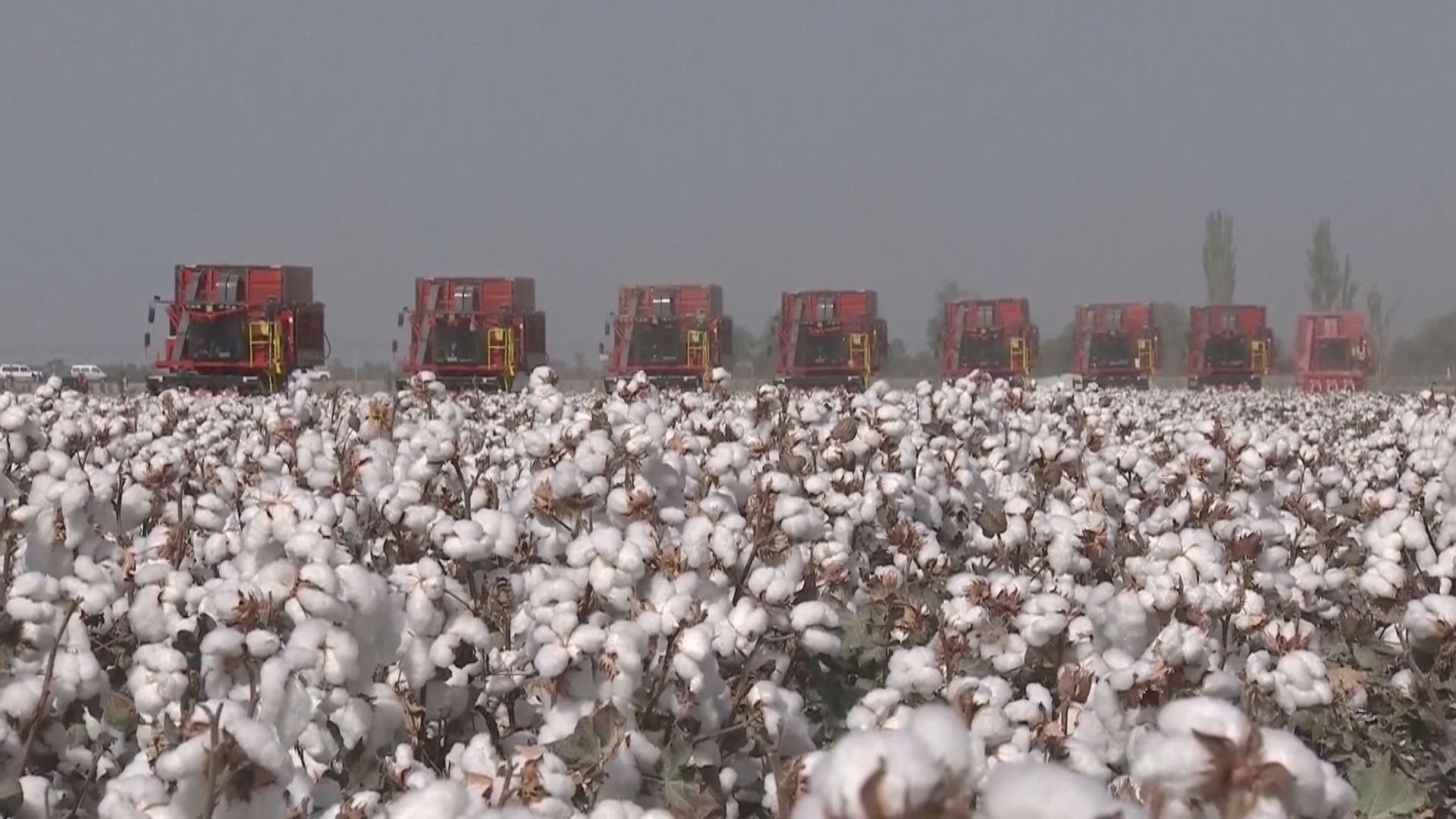美參議院通過禁進口新疆產品　中國商務部：強迫勞動跟事實不符