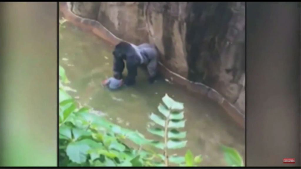 美動物園為救男童射殺大猩猩