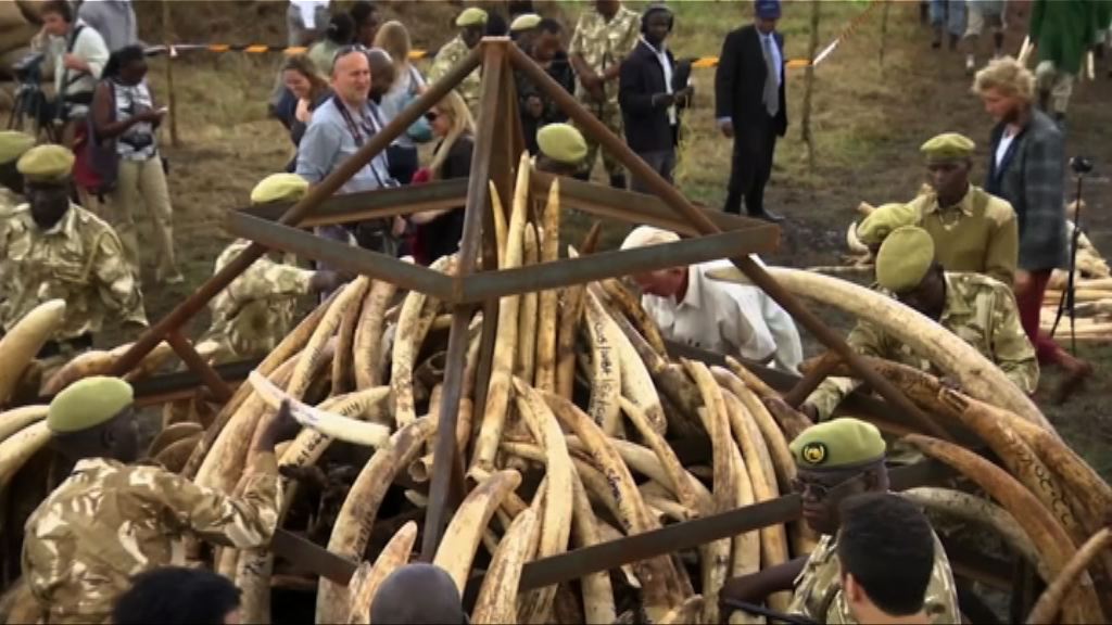 美國擬准進口獵殺非洲象戰利品