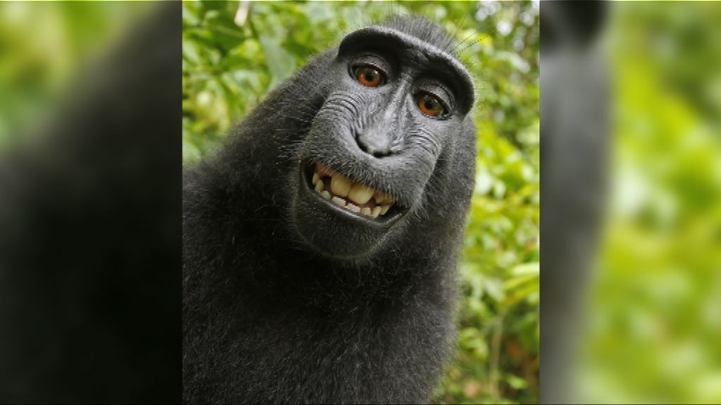 黑冠獼猴肖像案　雙方達成和解