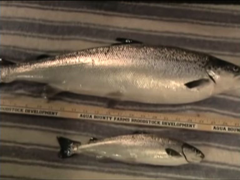 基因改造三文魚生長速度快一倍