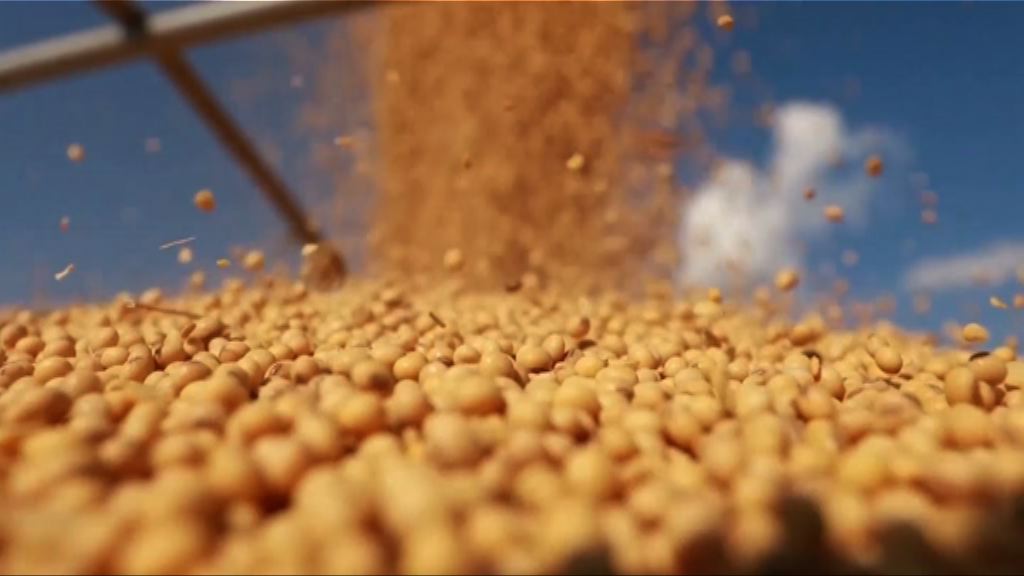 美國農民憂成中美貿易戰犧牲品