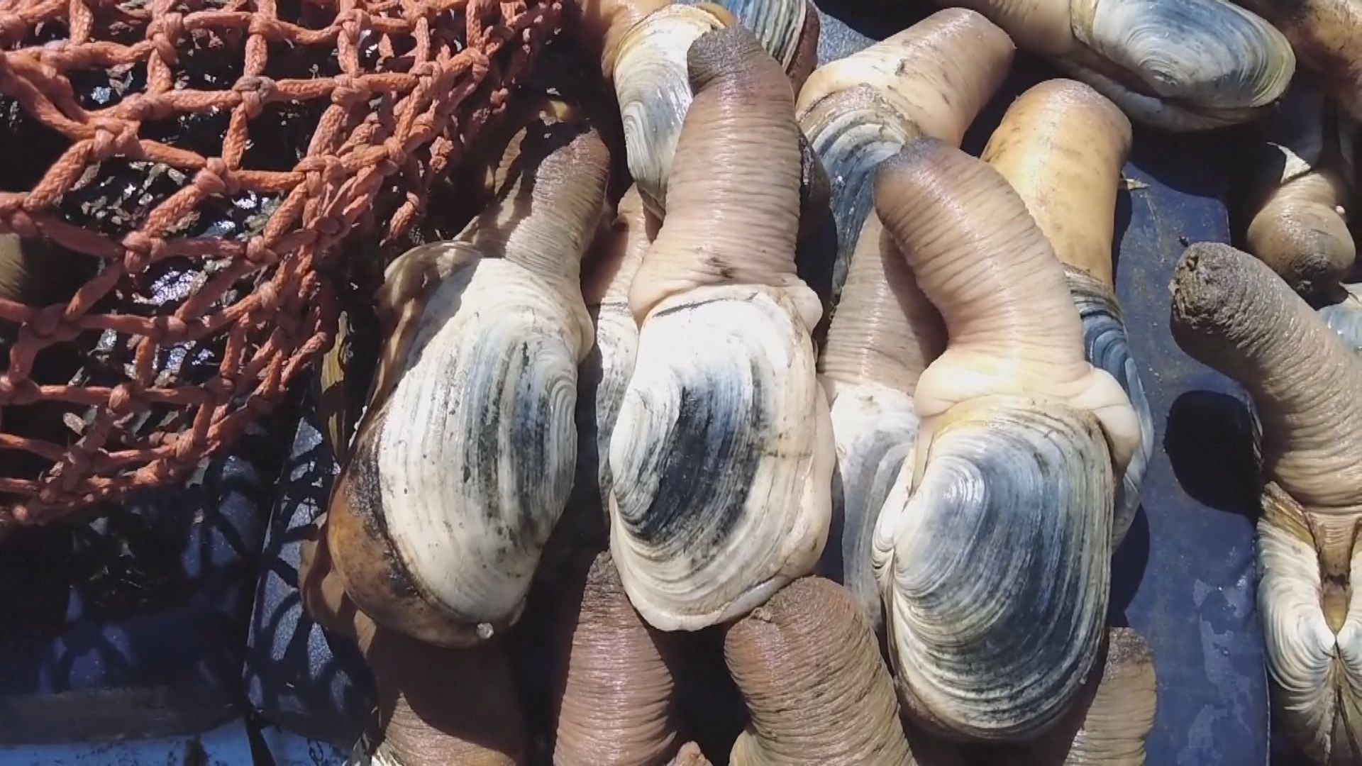 關稅戰｜美國對華象拔蚌出口停滯　漁民及養殖戶「手停口停」