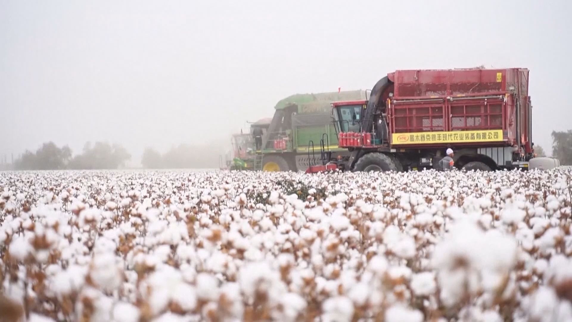 報道指美國或禁止入口新疆棉製品