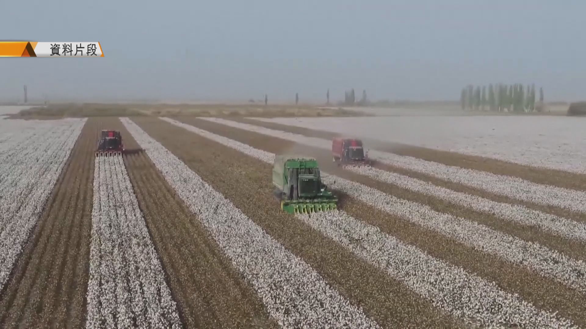 美國押後宣布禁止入口新疆棉製品