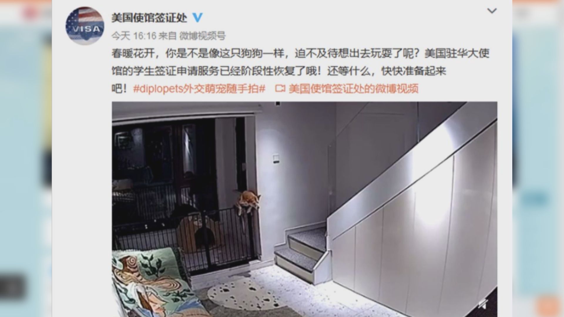 美駐華使領館被指將留學生比喻成狗