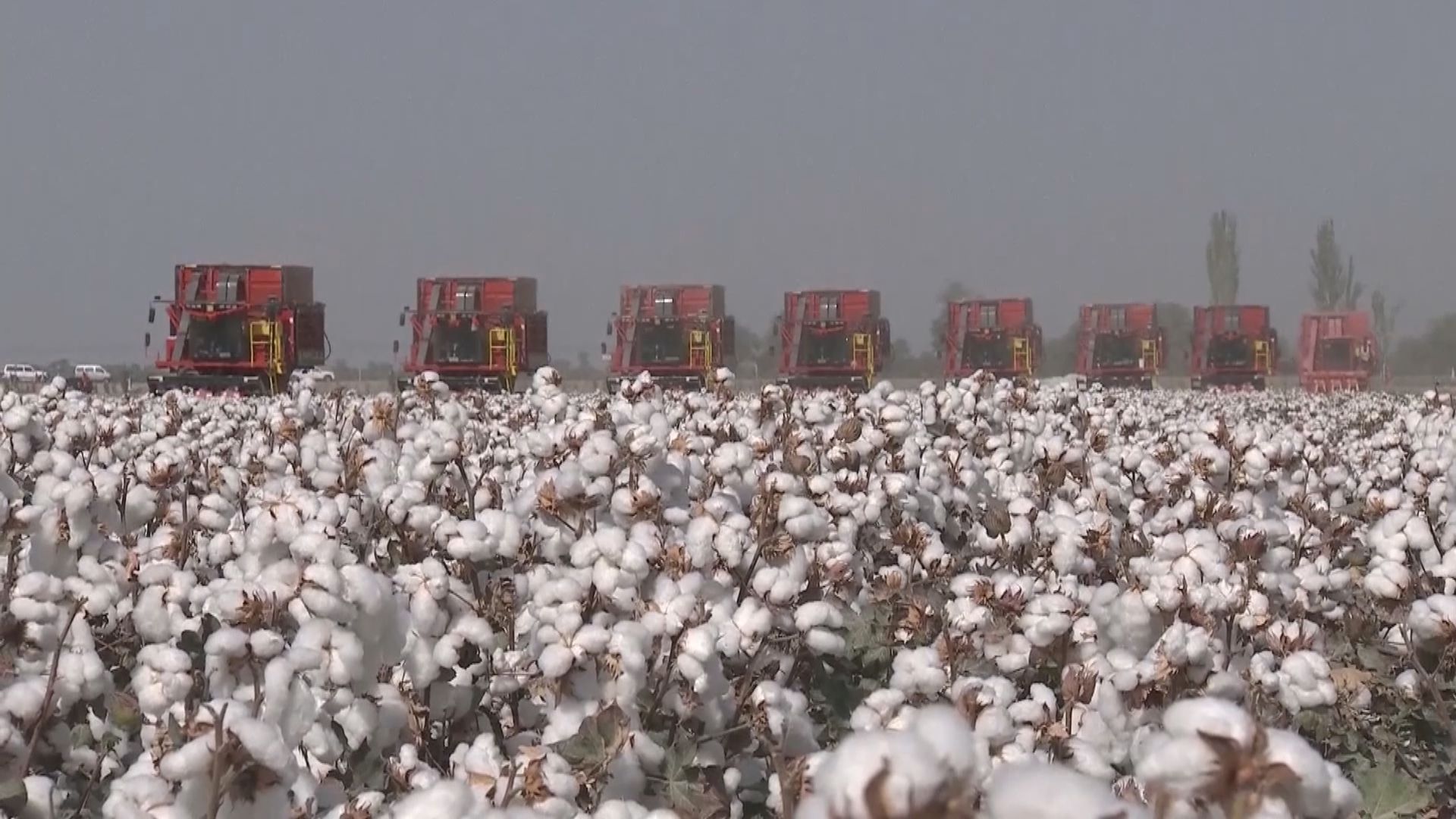 美國停止進口新疆棉花及蕃茄產品